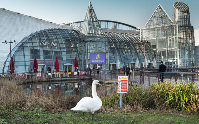 Dartford,,England,-,Jan,21,2020,A,Swan,Stands,By