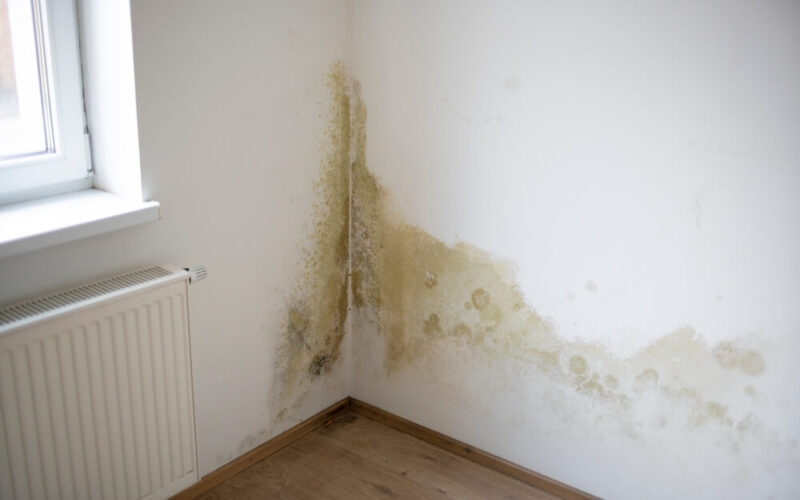 Strong,Mildew,In,Large,Stains,Is,Located,On,White,Interior