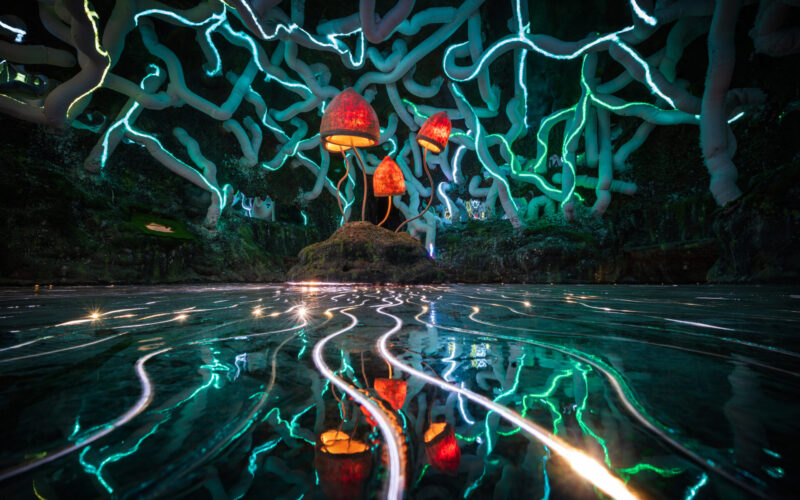 Mycelium Hollow