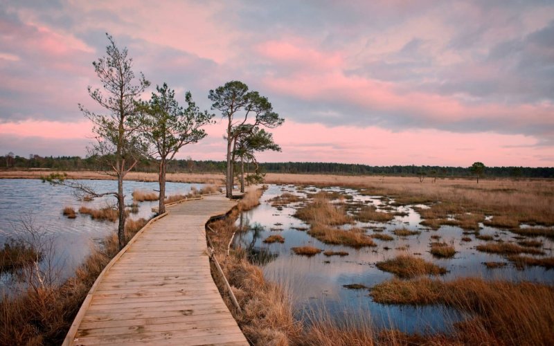 The,New,Restored,Boardwalk,Around,Pudmore,Pond,On,Thursley,Common,