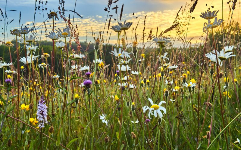 Old,Wild,Flower,Hay,Meadow,In,Summer