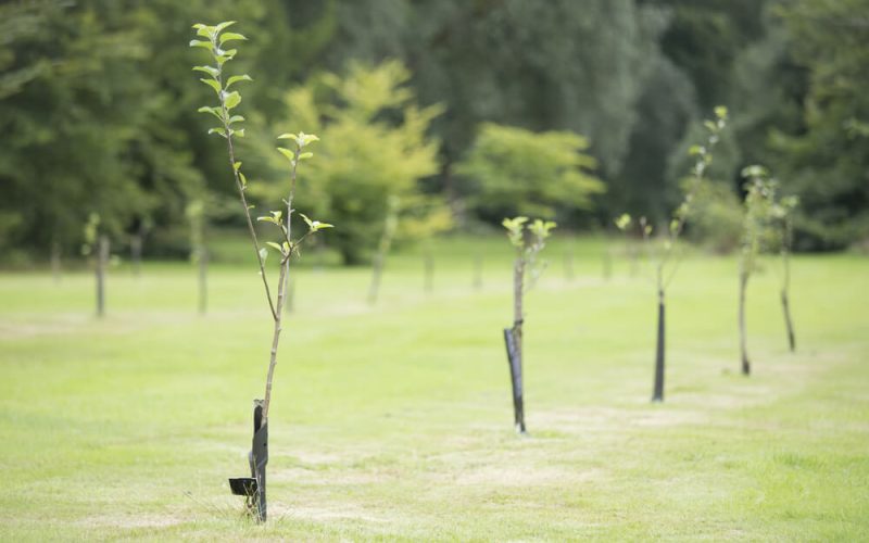 Newly,Planted,Trees,In,A,Row