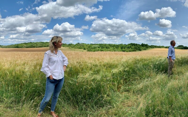 Barley Field in BNG