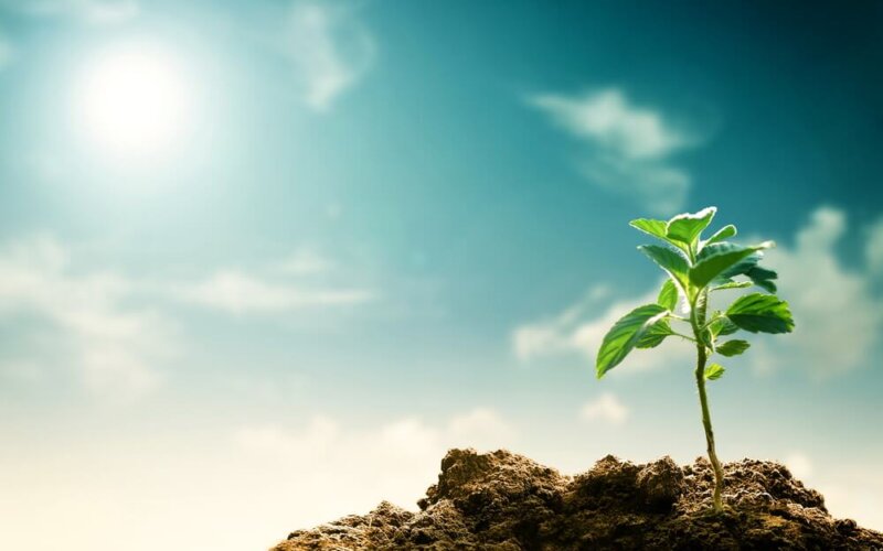 A,New,Grown,Tree,Seedling.,Great,Image,For,Global,Warming,