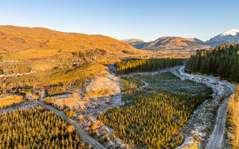 Dalmally Forest 1