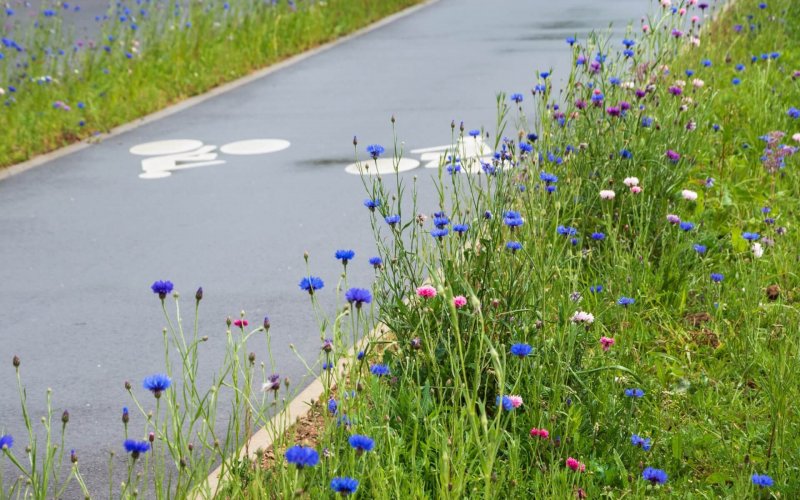 Bicycle,Lane,Bordered,By,Wildflowers.,Environment,Friendly,Cycling,Infrastructure,In